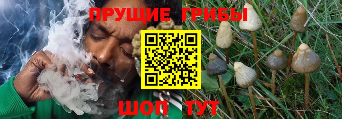 Псилоцибиновые грибы Psilocybe Амурск